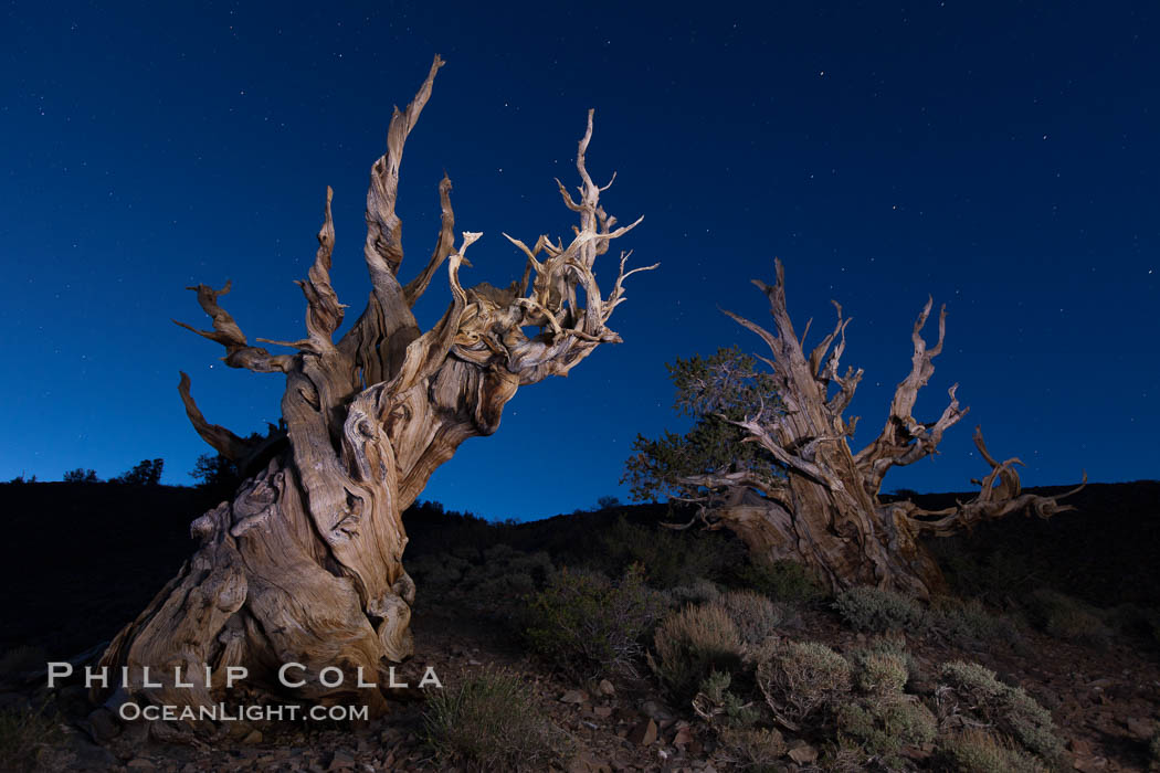 Stars and the Milky Way rise above ancient bristlecone pine trees, in the White Mountains at an elevation of 10,000' above sea level.  These are some of the oldest trees in the world, reaching 4000 years in age. Ancient Bristlecone Pine Forest, White Mountains, Inyo National Forest, California, USA, Pinus longaeva, natural history stock photograph, photo id 27788