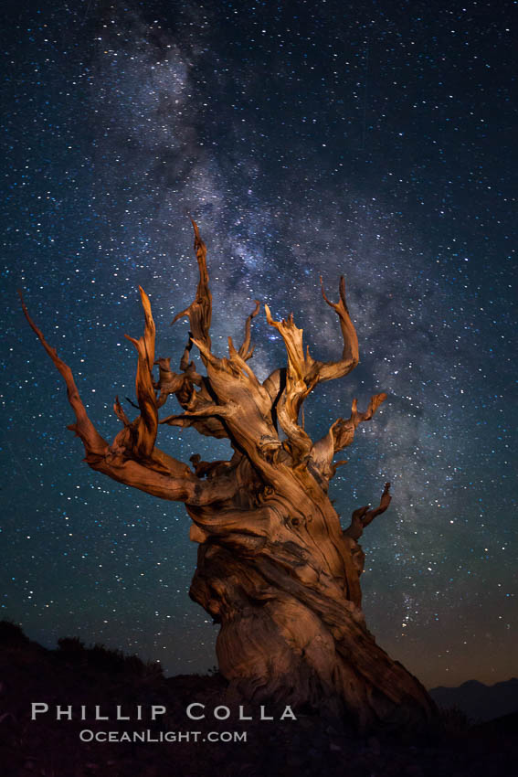 Image 27792, Stars and the Milky Way rise above ancient bristlecone pine trees, in the White Mountains at an elevation of 10,000' above sea level.  These are some of the oldest trees in the world, reaching 4000 years in age. Ancient Bristlecone Pine Forest, White Mountains, Inyo National Forest, California, USA, Pinus longaeva, Phillip Colla, all rights reserved worldwide. Keywords: ancient, ancient bristlecone, ancient bristlecone pine forest, ancient bristlecone pine tree, bristlecone, bristlecone pine, bristlecone pine tree, california, dolomite, dusk, environment, evening, forest, galaxy, gnarled, great basin bristlecone pine, grove, growth, inyo national forest, lifespan, longevity, methuselah trail, methuselah walk, milky way, morning, mountain, national forests, nature, night, old, old growth, outdoors, outside, pine, pine tree, pinus longaeva, plant, rock, schulman grove, soil, stars, summer, sunrise, terrestrial plant, time, tree, twisted, usa, western bristlecone pine, white mountains, white mountains inyo national forest.