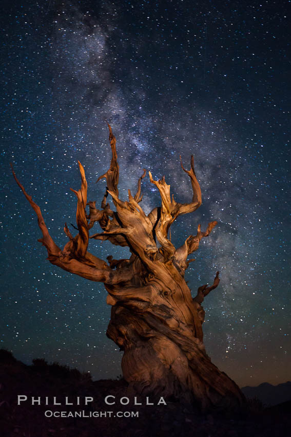 Stars and the Milky Way rise above ancient bristlecone pine trees, in the White Mountains at an elevation of 10,000' above sea level.  These are some of the oldest trees in the world, reaching 4000 years in age. Ancient Bristlecone Pine Forest, White Mountains, Inyo National Forest, California, USA, Pinus longaeva, natural history stock photograph, photo id 27792