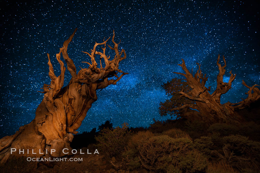 Stars and the Milky Way rise above ancient bristlecone pine trees, in the White Mountains at an elevation of 10,000' above sea level.  These are some of the oldest trees in the world, reaching 4000 years in age. Ancient Bristlecone Pine Forest, White Mountains, Inyo National Forest, California, USA, Pinus longaeva, natural history stock photograph, photo id 27775