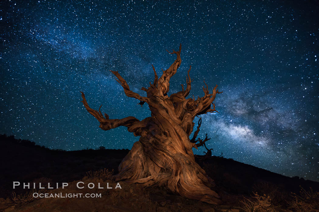 Stars and the Milky Way rise above ancient bristlecone pine trees, in the White Mountains at an elevation of 10,000' above sea level.  These are some of the oldest trees in the world, reaching 4000 years in age. Ancient Bristlecone Pine Forest, White Mountains, Inyo National Forest, California, USA, Pinus longaeva, natural history stock photograph, photo id 27779
