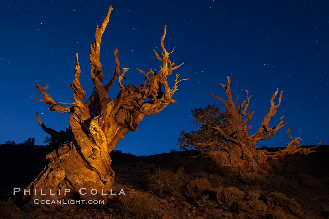 Stars and the Milky Way rise above ancient bristlecone pine trees, in the White Mountains at an elevation of 10,000' above sea level.  These are some of the oldest trees in the world, reaching 4000 years in age. Ancient Bristlecone Pine Forest, White Mountains, Inyo National Forest, California, USA, Pinus longaeva, natural history stock photograph, photo id 27787