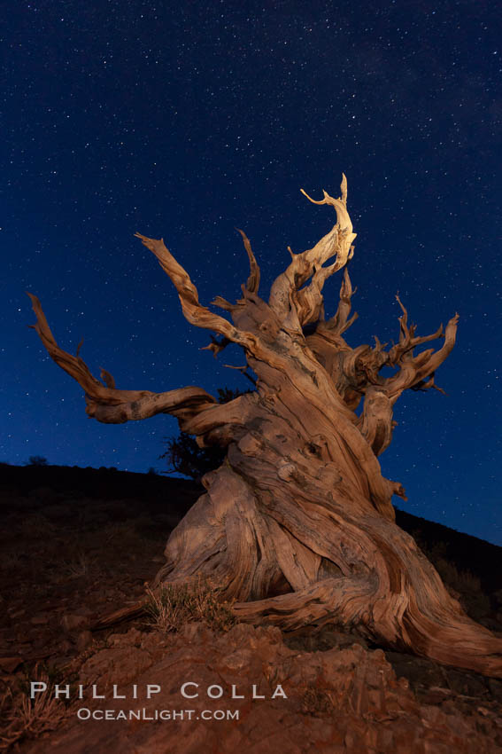 Stars and the Milky Way rise above ancient bristlecone pine trees, in the White Mountains at an elevation of 10,000' above sea level.  These are some of the oldest trees in the world, reaching 4000 years in age. Ancient Bristlecone Pine Forest, White Mountains, Inyo National Forest, California, USA, Pinus longaeva, natural history stock photograph, photo id 27791