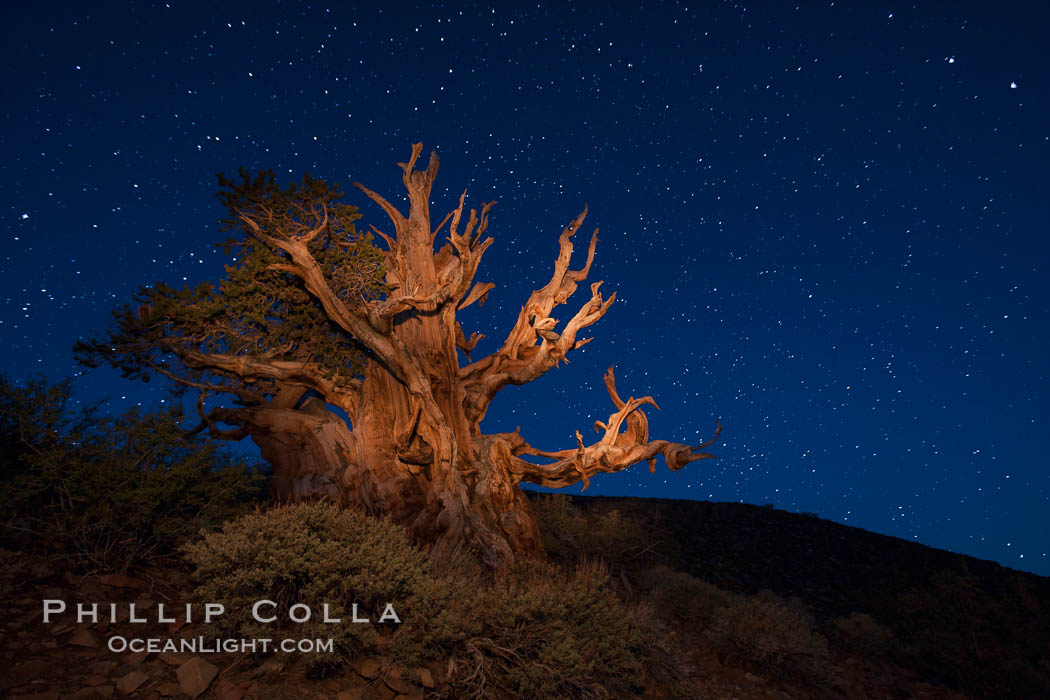 Stars and the Milky Way rise above ancient bristlecone pine trees, in the White Mountains at an elevation of 10,000' above sea level.  These are some of the oldest trees in the world, reaching 4000 years in age. Ancient Bristlecone Pine Forest, White Mountains, Inyo National Forest, California, USA, Pinus longaeva, natural history stock photograph, photo id 27777