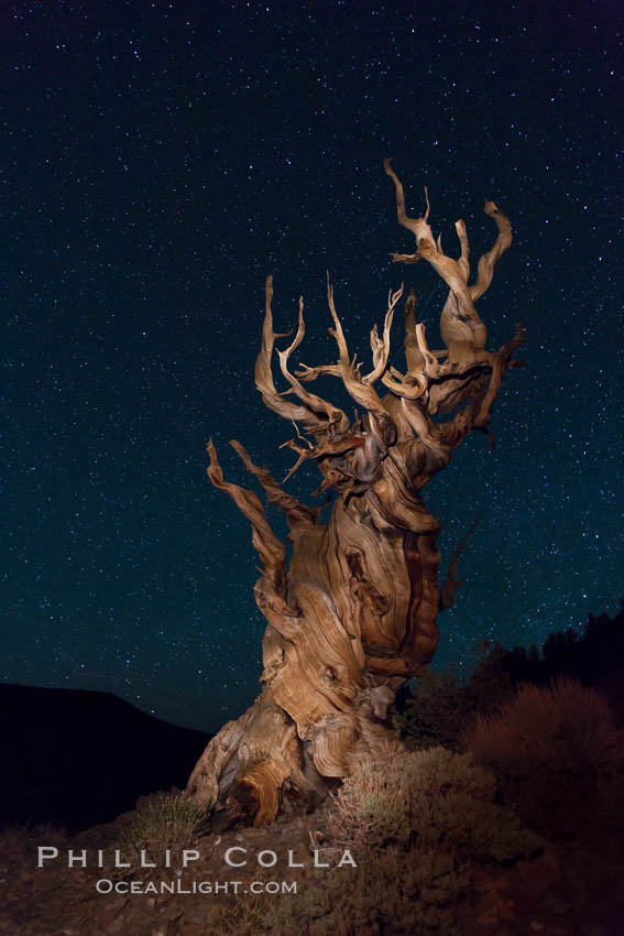 Stars and the Milky Way rise above ancient bristlecone pine trees, in the White Mountains at an elevation of 10,000' above sea level.  These are some of the oldest trees in the world, reaching 4000 years in age. Ancient Bristlecone Pine Forest, White Mountains, Inyo National Forest, California, USA, Pinus longaeva, natural history stock photograph, photo id 27789