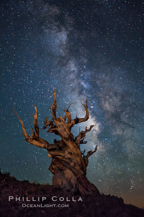 Stars and the Milky Way rise above ancient bristlecone pine trees, in the White Mountains at an elevation of 10,000' above sea level.  These are some of the oldest trees in the world, reaching 4000 years in age. Ancient Bristlecone Pine Forest, White Mountains, Inyo National Forest, California, USA, Pinus longaeva, natural history stock photograph, photo id 27793