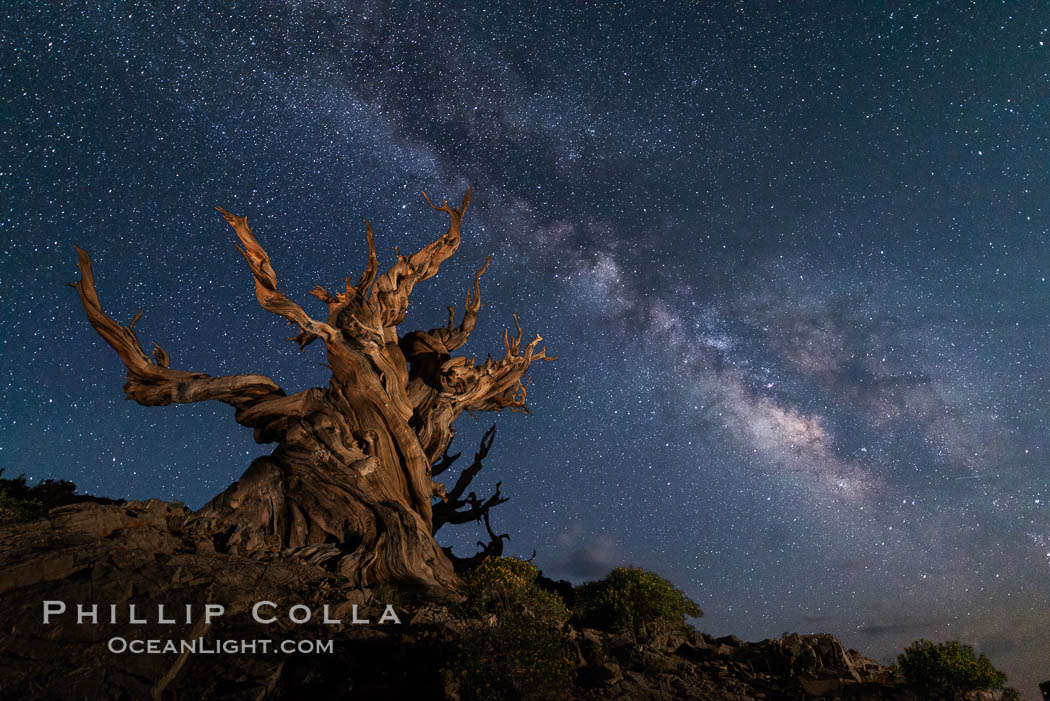 Stars and the Milky Way over ancient bristlecone pine trees, in the White Mountains at an elevation of 10,000' above sea level. These are the oldest trees in the world, some exceeding 4000 years in age. Ancient Bristlecone Pine Forest, White Mountains, Inyo National Forest, California, USA, Pinus longaeva, natural history stock photograph, photo id 29406