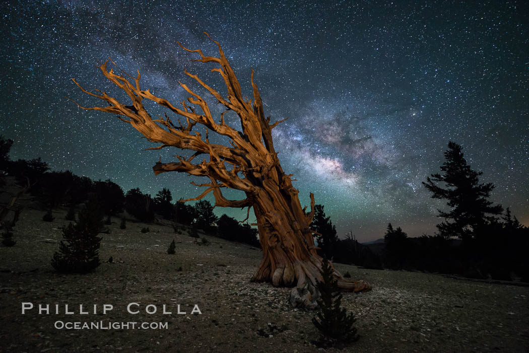 Milky Way over Ancient Bristlecone Pine Trees, Inyo National Forest. Ancient Bristlecone Pine Forest, White Mountains, Inyo National Forest, California, USA, Pinus longaeva, natural history stock photograph, photo id 29318