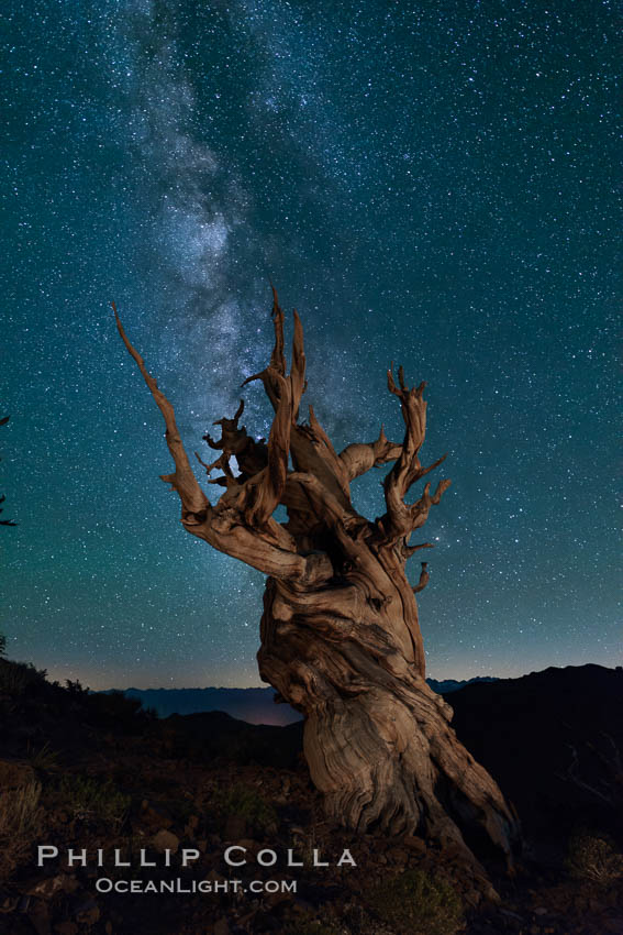 Milky Way over Ancient Bristlecone Pine Trees, Inyo National Forest. Ancient Bristlecone Pine Forest, White Mountains, Inyo National Forest, California, USA, Pinus longaeva, natural history stock photograph, photo id 29322