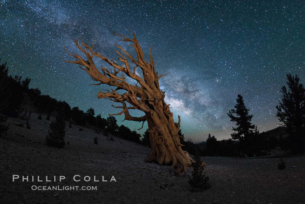 Milky Way over Ancient Bristlecone Pine Trees, Inyo National Forest. Ancient Bristlecone Pine Forest, White Mountains, Inyo National Forest, California, USA, Pinus longaeva, natural history stock photograph, photo id 29316