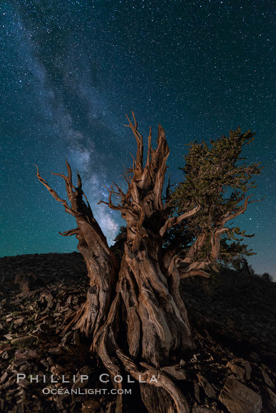 Milky Way over Ancient Bristlecone Pine Trees, Inyo National Forest. Ancient Bristlecone Pine Forest, White Mountains, Inyo National Forest, California, USA, Pinus longaeva, natural history stock photograph, photo id 29320