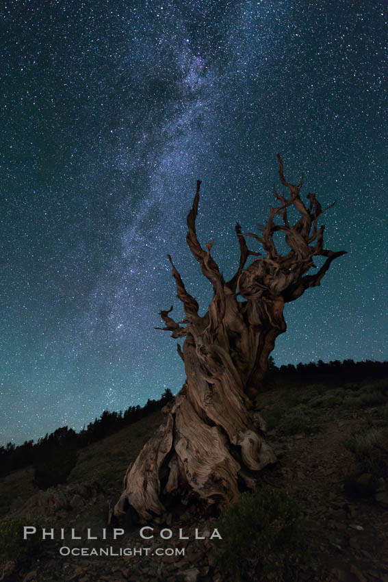 Milky Way over Ancient Bristlecone Pine Trees, Inyo National Forest. Ancient Bristlecone Pine Forest, White Mountains, Inyo National Forest, California, USA, Pinus longaeva, natural history stock photograph, photo id 29324