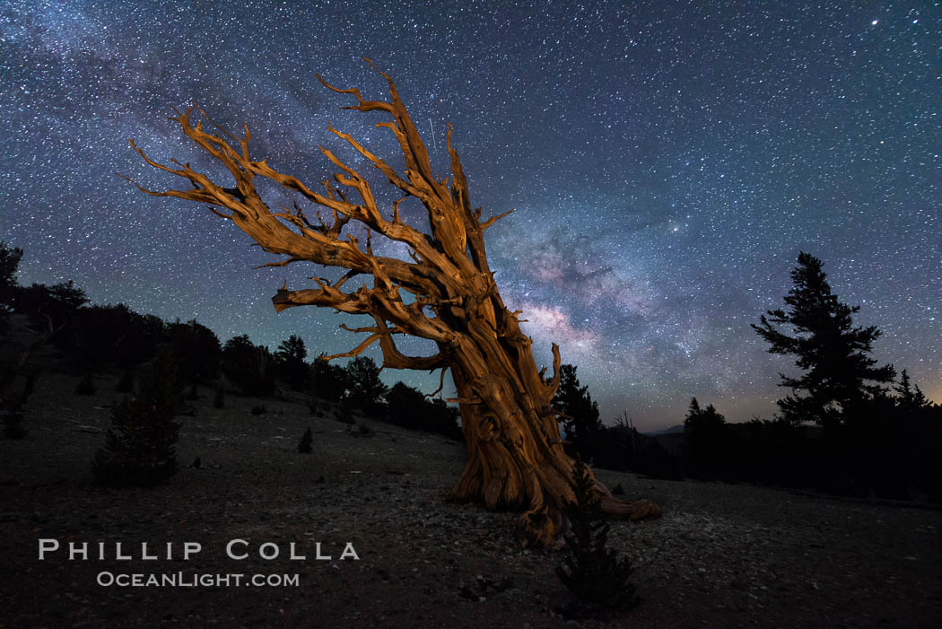 Milky Way over Ancient Bristlecone Pine Trees, Inyo National Forest. Ancient Bristlecone Pine Forest, White Mountains, Inyo National Forest, California, USA, natural history stock photograph, photo id 29315