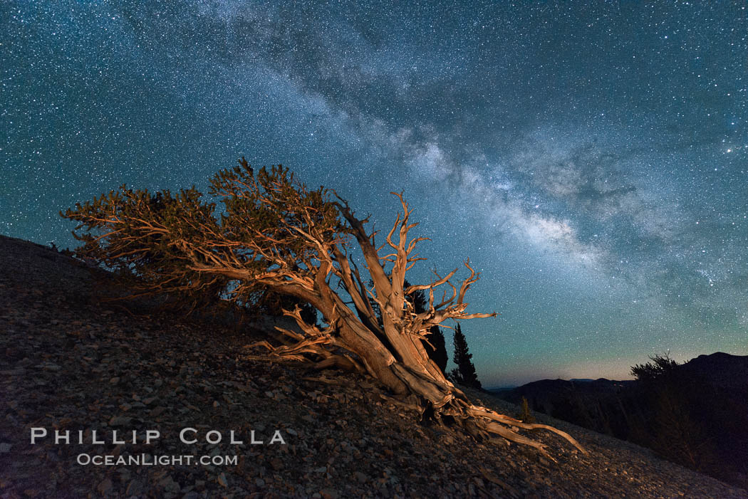 Milky Way over Ancient Bristlecone Pine Trees, Inyo National Forest. Ancient Bristlecone Pine Forest, White Mountains, Inyo National Forest, California, USA, Pinus longaeva, natural history stock photograph, photo id 29319