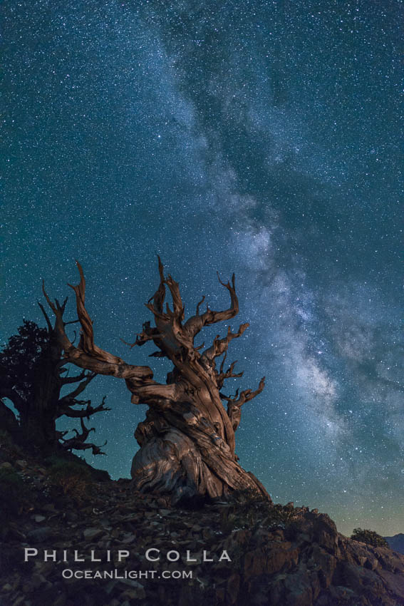 Milky Way over Ancient Bristlecone Pine Trees, Inyo National Forest. Ancient Bristlecone Pine Forest, White Mountains, Inyo National Forest, California, USA, Pinus longaeva, natural history stock photograph, photo id 29323