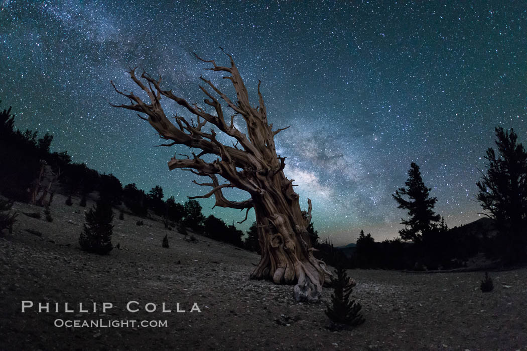 Milky Way over Ancient Bristlecone Pine Trees, Inyo National Forest. Ancient Bristlecone Pine Forest, White Mountains, Inyo National Forest, California, USA, Pinus longaeva, natural history stock photograph, photo id 29317