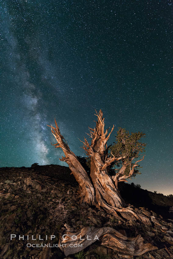 Milky Way over Ancient Bristlecone Pine Trees, Inyo National Forest. Ancient Bristlecone Pine Forest, White Mountains, Inyo National Forest, California, USA, Pinus longaeva, natural history stock photograph, photo id 29321