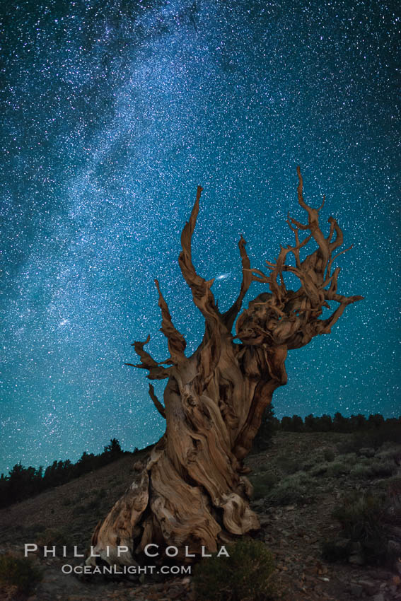 Milky Way over Ancient Bristlecone Pine Trees, Inyo National Forest. Ancient Bristlecone Pine Forest, White Mountains, Inyo National Forest, California, USA, Pinus longaeva, natural history stock photograph, photo id 29325