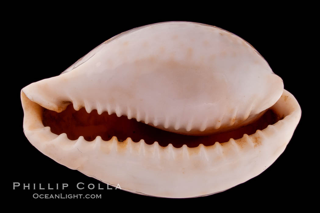 Millet Cowrie., Cypraea miliaris differens, natural history stock photograph, photo id 08374
