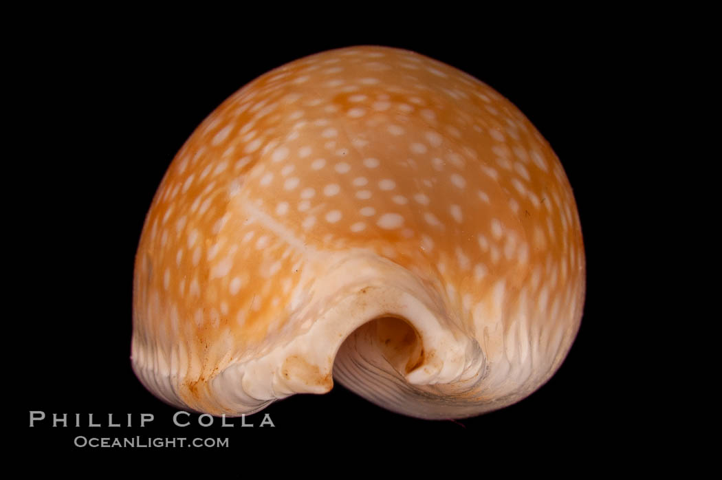 Millet Cowrie., Cypraea miliaris inocellata, natural history stock photograph, photo id 08038