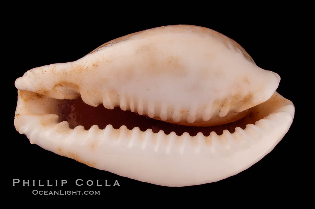 Millet Cowrie., Cypraea miliaris inocellata, natural history stock photograph, photo id 08036