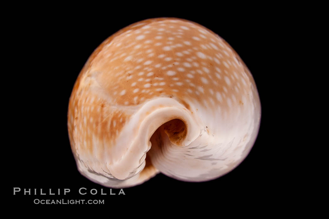 Millet Cowrie., Cypraea miliaris differens, natural history stock photograph, photo id 08376