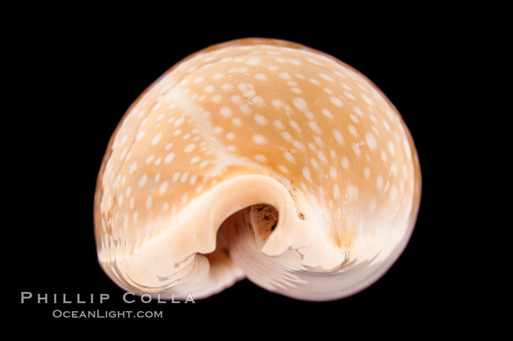 Millet Cowrie., Cypraea miliaris, natural history stock photograph, photo id 08548
