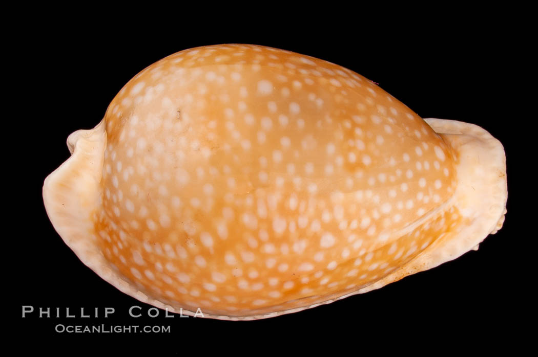 Millet Cowrie., Cypraea miliaris inocellata, natural history stock photograph, photo id 08035