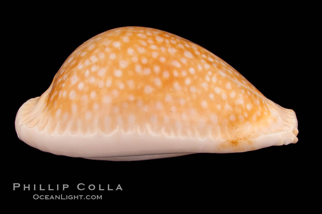 Millet Cowrie., Cypraea miliaris inocellata, natural history stock photograph, photo id 08037