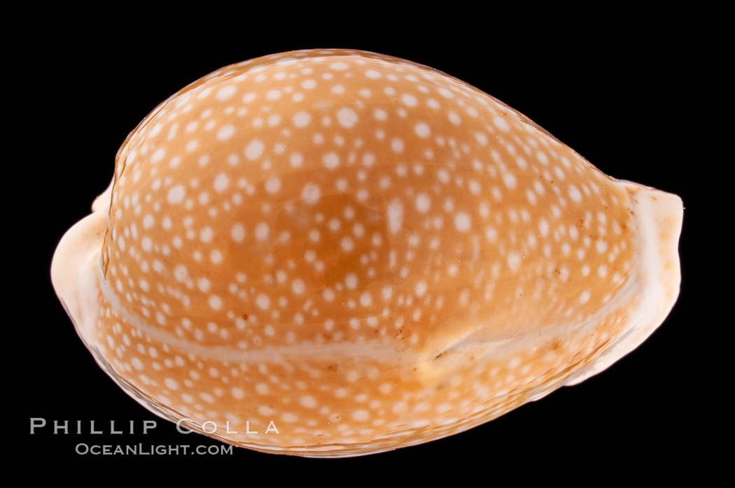 Millet Cowrie., Cypraea miliaris differens, natural history stock photograph, photo id 08373