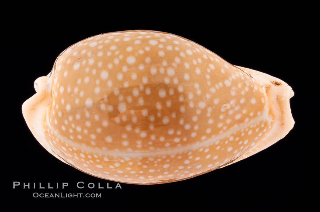 Millet Cowrie., Cypraea miliaris, natural history stock photograph, photo id 08545