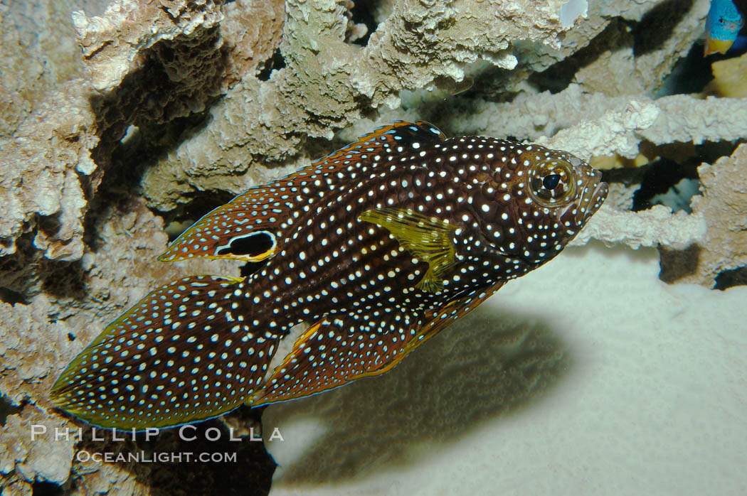 Mimic Roundhead, Calloplesiops altivelis, 09234