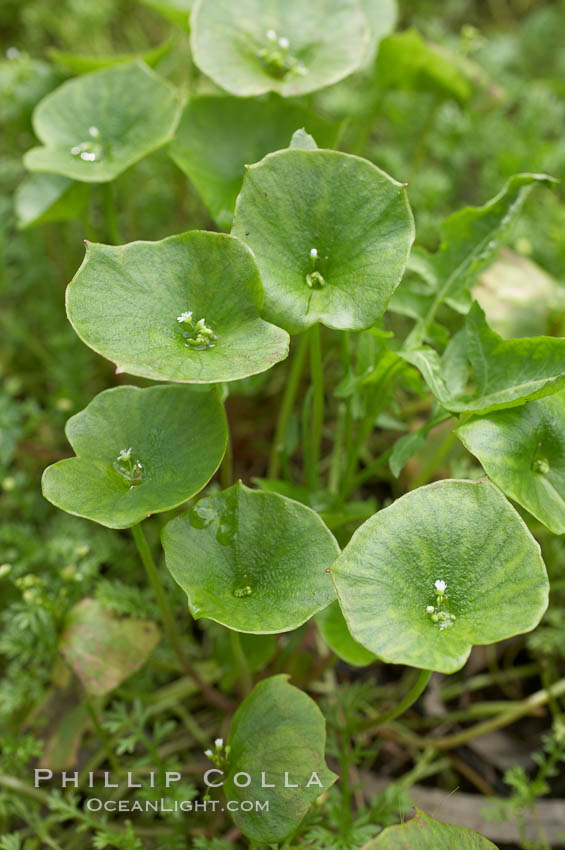 Miners lettuce, Batiquitos Lagoon, Carlsbad. California, USA, Claytonia perfoliata perfoliata, natural history stock photograph, photo id 11422