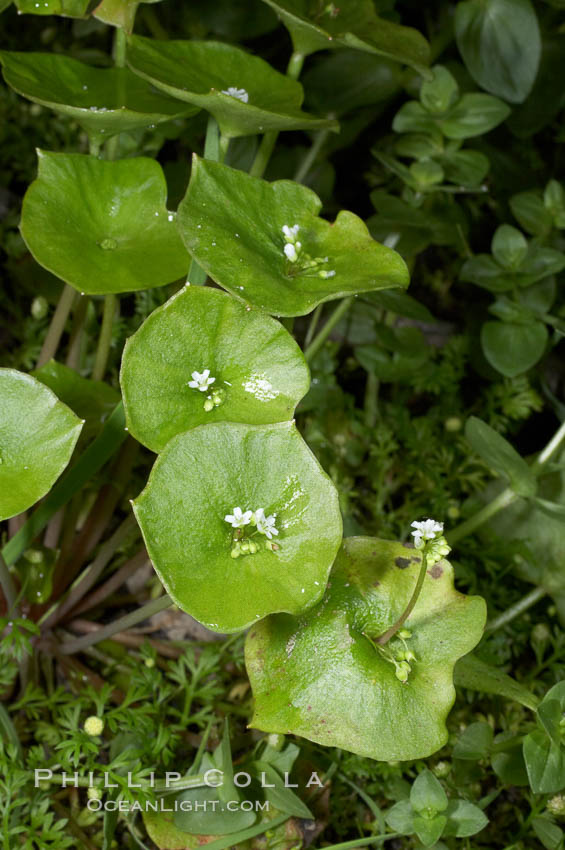 Miners lettuce, Batiquitos Lagoon, Carlsbad. California, USA, Claytonia perfoliata perfoliata, natural history stock photograph, photo id 11426