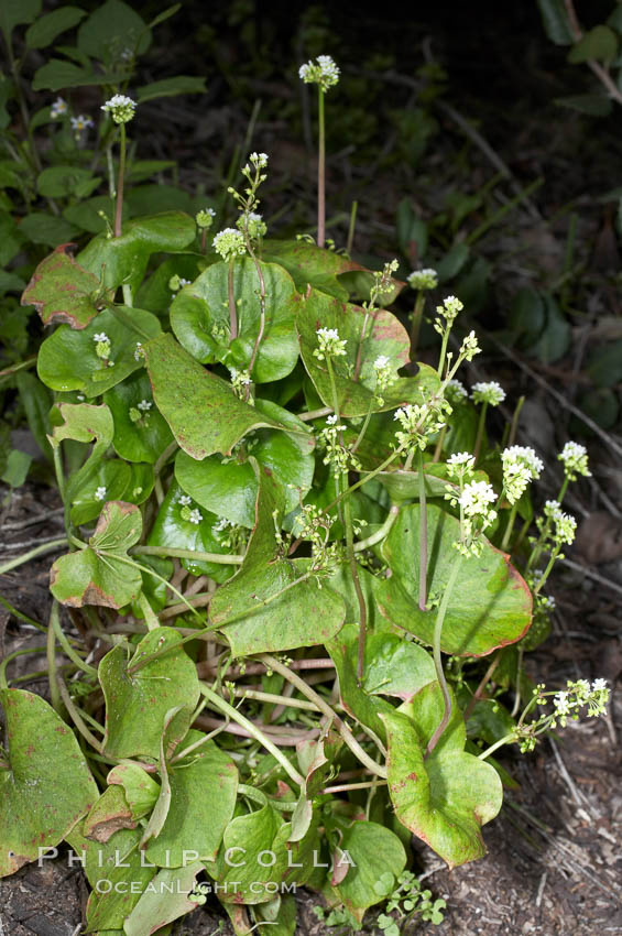 Miners lettuce, Batiquitos Lagoon, Carlsbad. California, USA, Claytonia perfoliata perfoliata, natural history stock photograph, photo id 11430