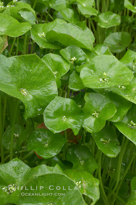 Miners lettuce, Batiquitos Lagoon, Carlsbad. California, USA, Claytonia perfoliata perfoliata, natural history stock photograph, photo id 11420