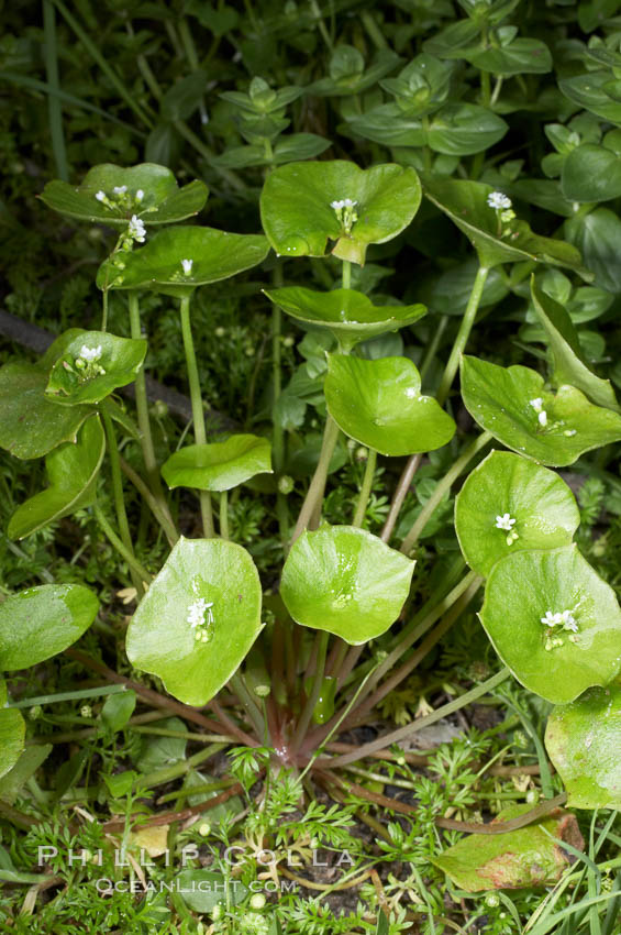 Miners lettuce, Batiquitos Lagoon, Carlsbad. California, USA, Claytonia perfoliata perfoliata, natural history stock photograph, photo id 11428