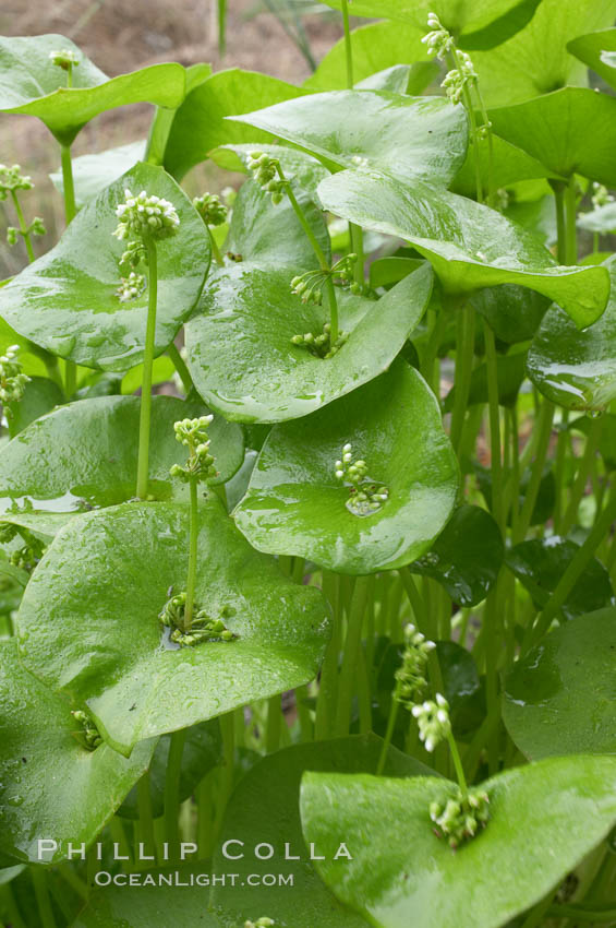 Miners lettuce, Batiquitos Lagoon, Carlsbad. California, USA, Claytonia perfoliata perfoliata, natural history stock photograph, photo id 11419