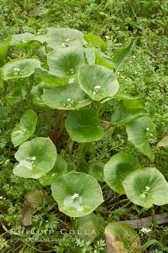 Miners lettuce, Batiquitos Lagoon, Carlsbad. California, USA, Claytonia perfoliata perfoliata, natural history stock photograph, photo id 11423