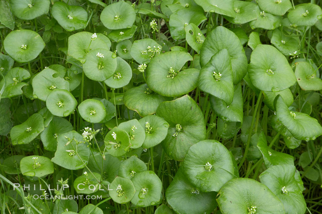 Miners lettuce, Batiquitos Lagoon, Carlsbad. California, USA, Claytonia perfoliata perfoliata, natural history stock photograph, photo id 11421