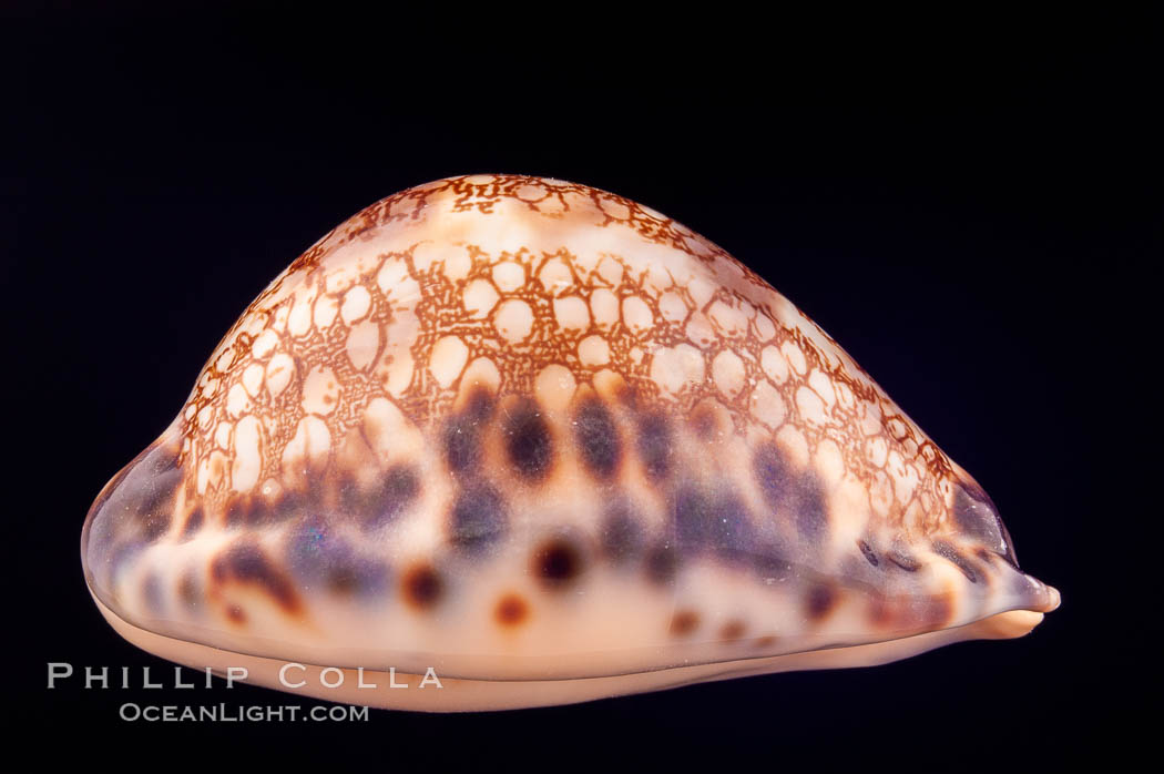 Minstrel Cowrie., Cypraea histrio, natural history stock photograph, photo id 08019