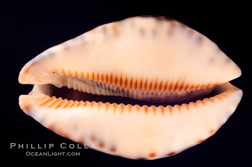 Minstrel Cowrie., Cypraea histrio, natural history stock photograph, photo id 08018