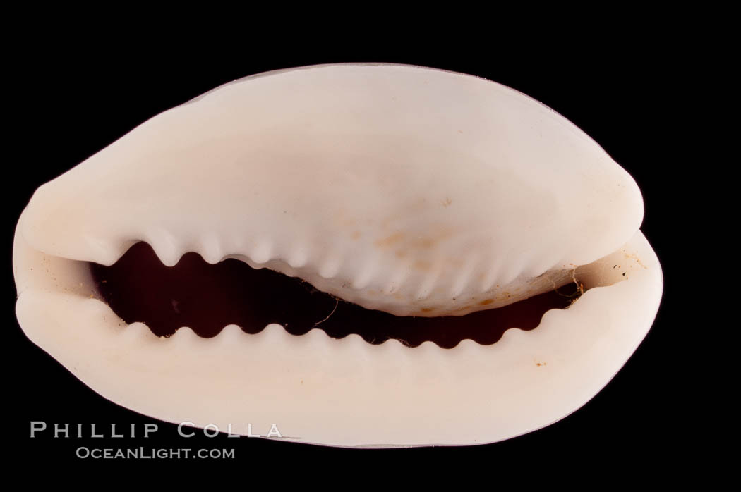 Mistaken Cowrie., Cypraea errones, natural history stock photograph, photo id 08290