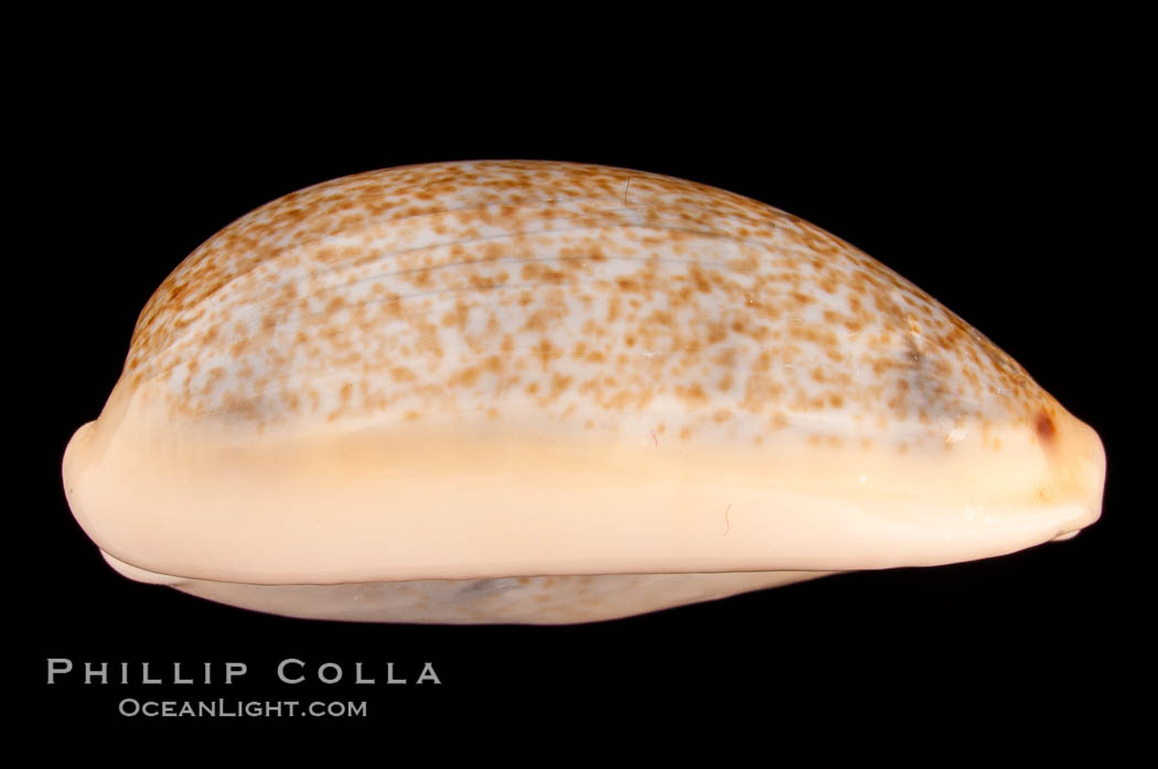 Mistaken Cowrie., Cypraea errones, natural history stock photograph, photo id 08161