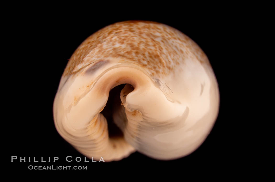 Mistaken Cowrie., Cypraea errones caerulescens, natural history stock photograph, photo id 08214