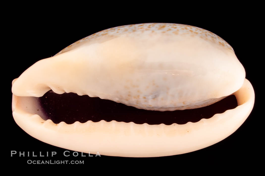 Mistaken Cowrie., Cypraea errones, natural history stock photograph, photo id 08160