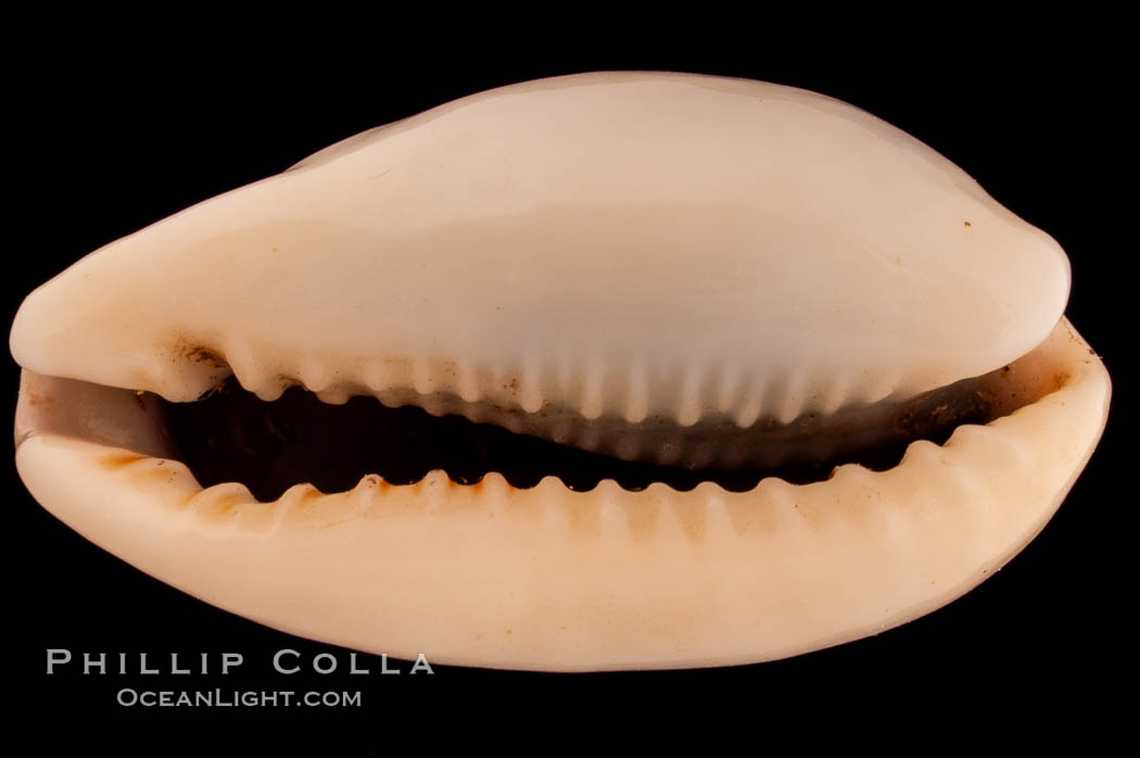 Mistaken Cowrie., Cypraea errones caerulescens, natural history stock photograph, photo id 08212