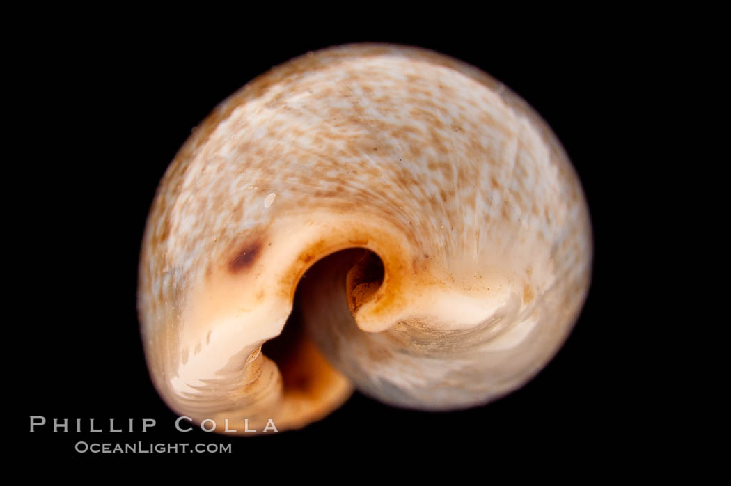 Mistaken Cowrie., Cypraea errones bimaculata, natural history stock photograph, photo id 08392