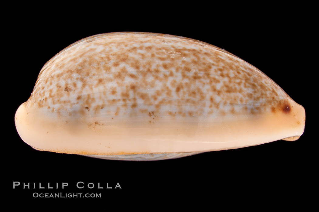 Mistaken Cowrie., Cypraea errones bimaculata, natural history stock photograph, photo id 08391