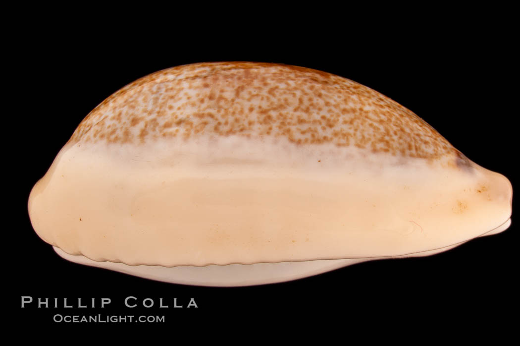 Mistaken Cowrie., Cypraea errones caerulescens, natural history stock photograph, photo id 08213